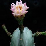 Stenocereus pruinosus JL (25 cm H unrooted cutting-bouture - 40 cm H (rooted plant-racinée)  (Only one plant is available per size - Une seule plante est disponible par taille)